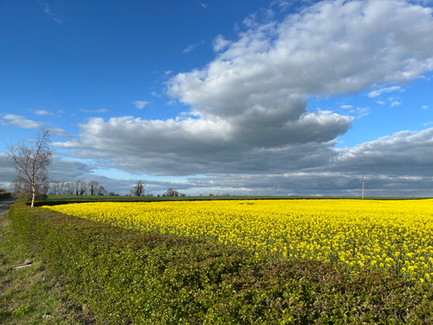 Lost in a field of Flowers