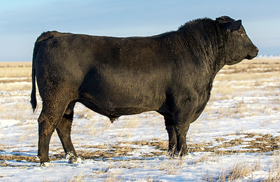 KCF Bennett Wildcat K265_edited.jpg