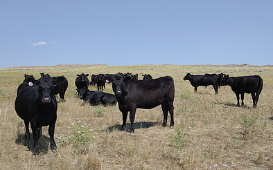 ochsner roth cattle
