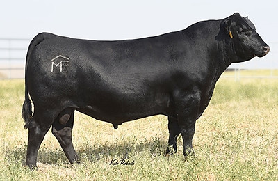 Mead Magnitude Angus Bull