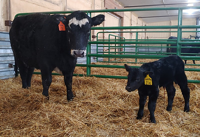 ochsner roth cattle