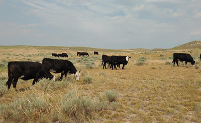 ochsner roth cattle