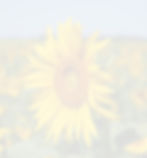 sunflower86.jpg