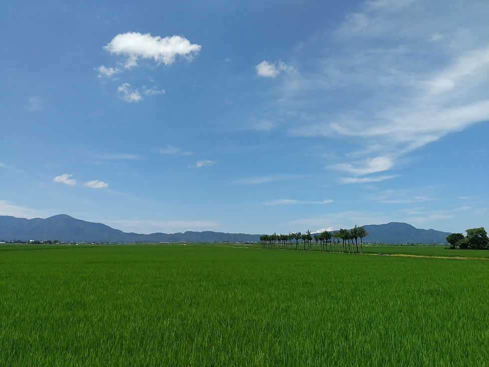 新潟はざぎ.JPG