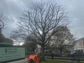 A New Chapter for Tait Tree Surgery