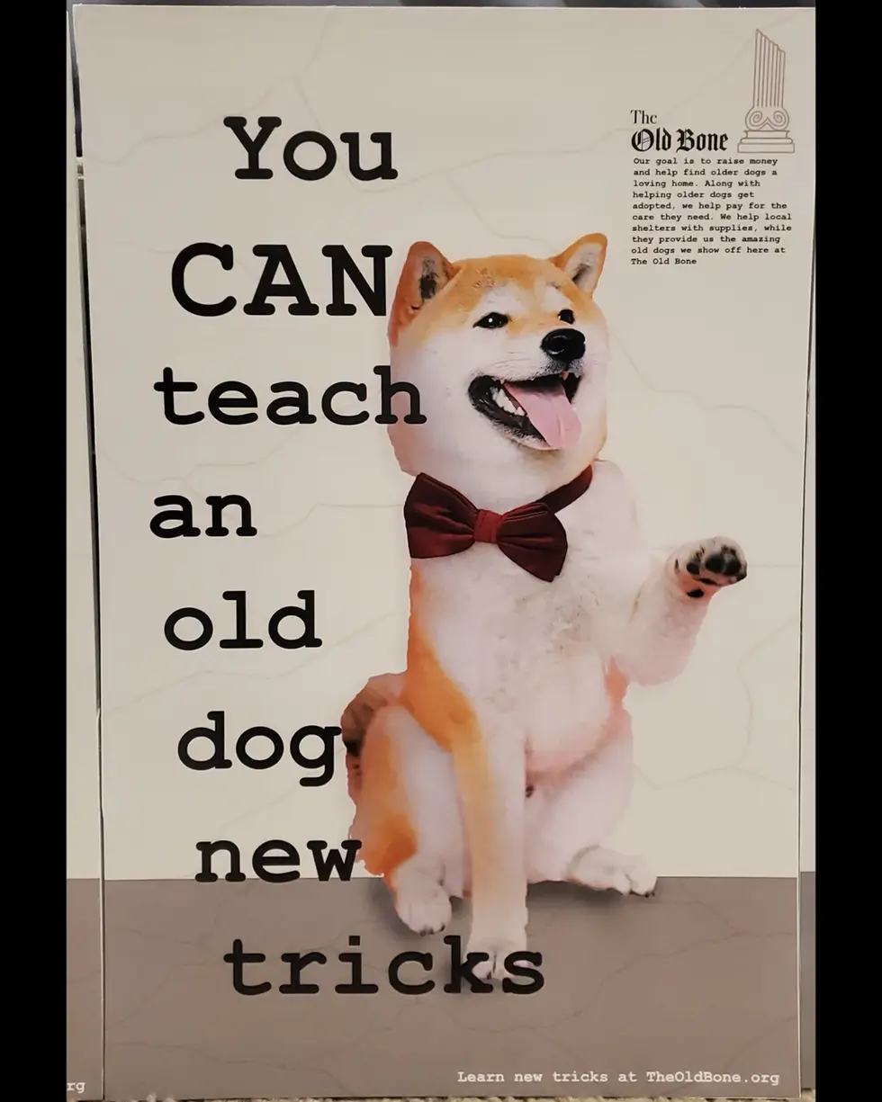 Shiba Poster