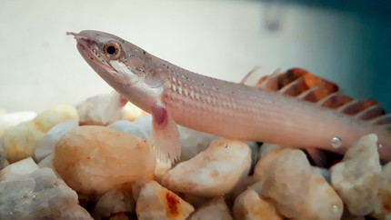 How limb generation happens. Using a lung fish model to describe the deep roots of the process.