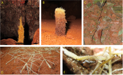 New paper just out! Plants the emit roots into caves (rhizothemes) are an important source of nutrie
