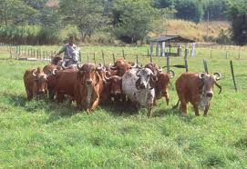 The microbiome impacts cattle health and disease. In this paper we describe the vaginal microbiome o