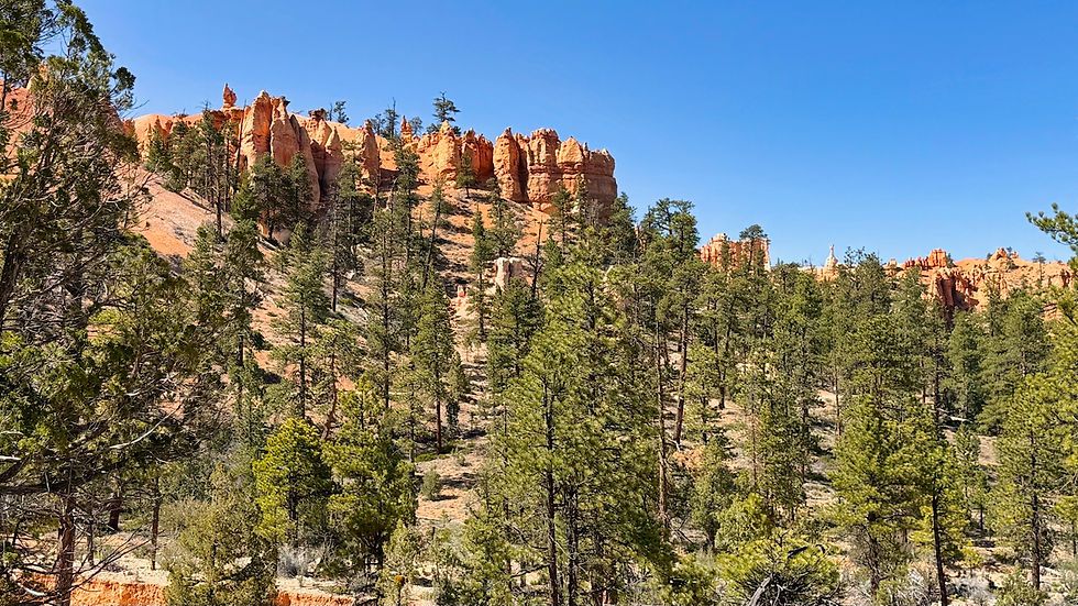 When you are on the rim, it looks like the hoodoos go all the way down to the valley floor. Seen from the bottom, though, it's clear that the hoodoos just extend partway down the slope.