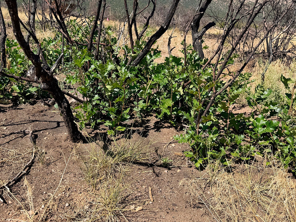 New oak trees were already sprouting from the roots of the burned ones