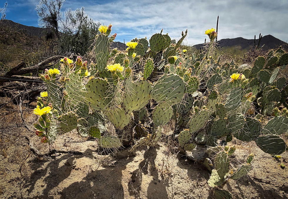 Prickly pear cacti have beautiful yellow flowers