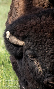Bison.jpg
