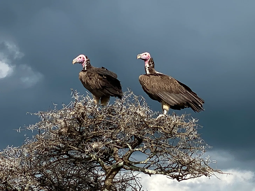 Dark and broody settings for the vultures