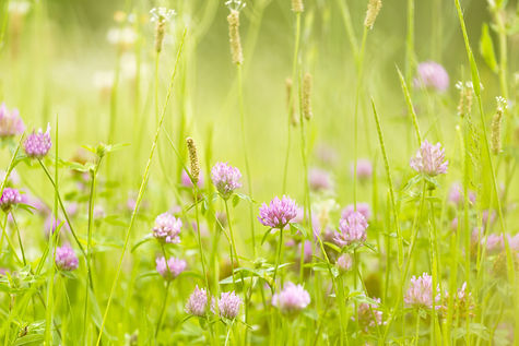 dreamstime_m_54445944.jpg