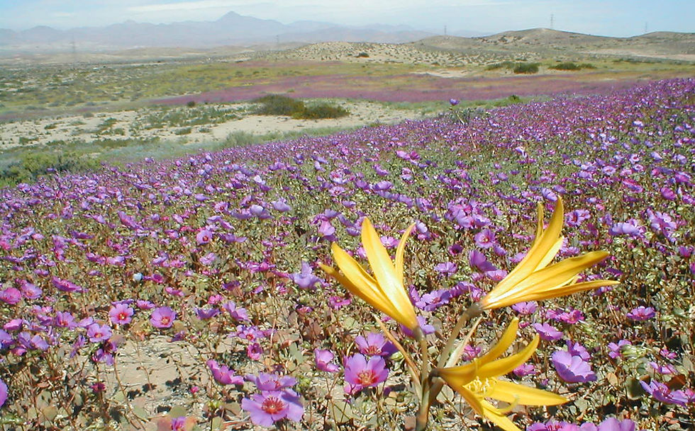 Superintendencia del Medio Ambiente intensifica medidas preventivas para proteger el Desierto Florido y notifica a 267 faenas mineras