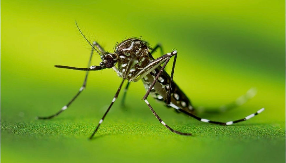 Detectan el foco número 20 del mosquito Aedes aegypti en Antofagasta
