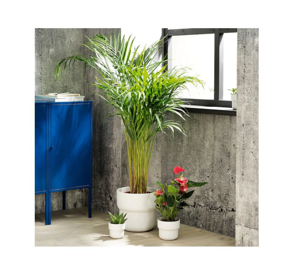 Thumbnail: FÖRENLIG Plant Pot, In/Outdoor 9cm, White by IKEA
