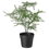 Thumbnail: FEJKA Artificial Potted In/outdoor Plant 9 cm, Asparagus by IKEA