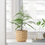 Thumbnail: FEJKA Artificial Potted In/outdoor Plant 9 cm, Asparagus by IKEA