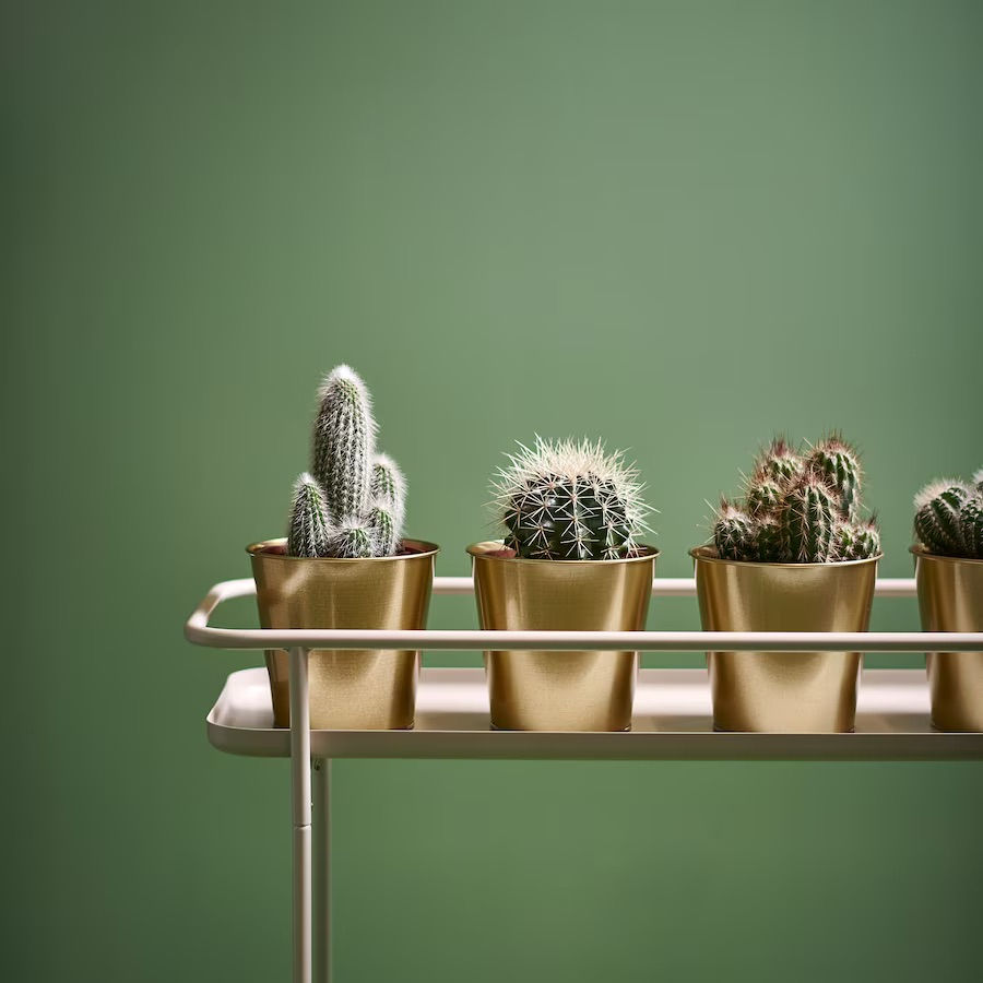 Thumbnail: DAIDAI Plant Pot/ Pen/ Accessories Holder 9cm, Brass by IKEA
