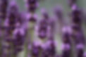 Fleurs de lavande.jpg