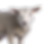 lamb.png