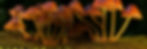 Mushrooms banner (2).jpg