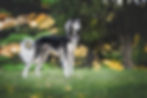 nature-3047194.jpg