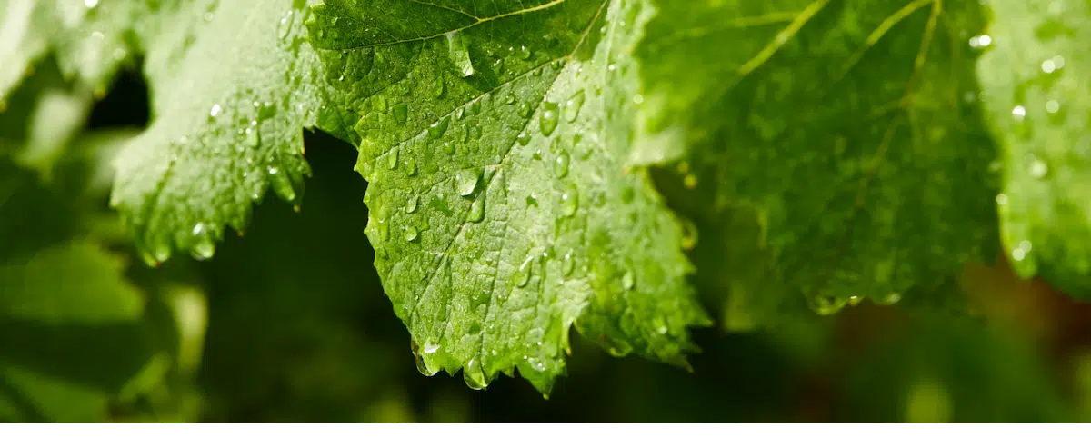 WESSMAN-LIMOUX-148.png.webp