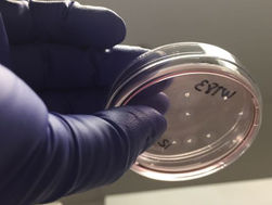 Sierra Space, UC San Diego partner to develop the first stem cell research institute in space