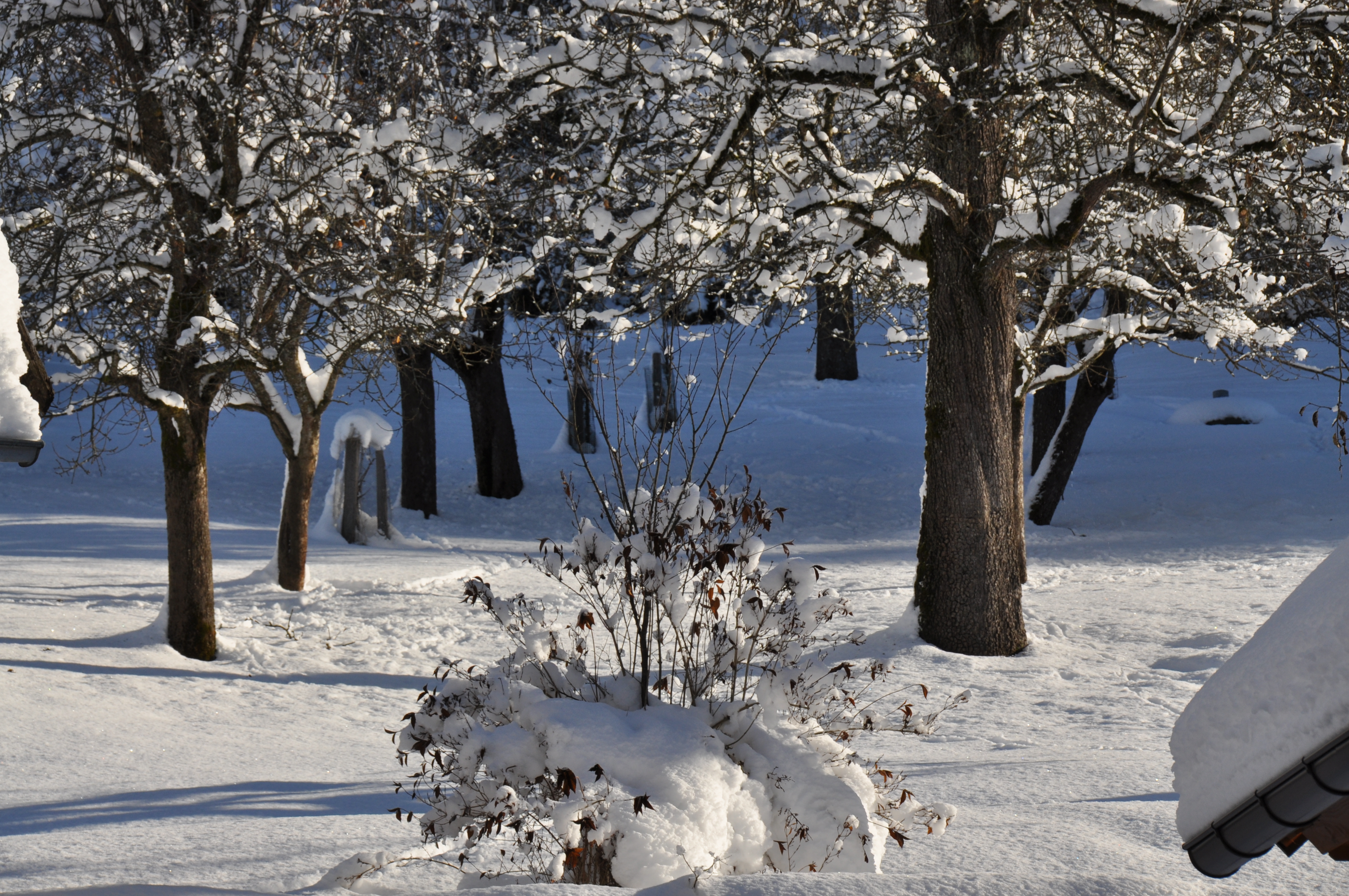 Baumallee im Winter