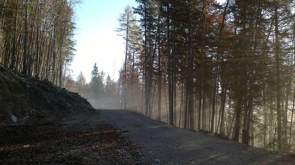 Frühling im Wald