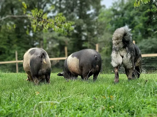 breed awareness, Gampr Canada, Armenian Gampr Canada, Gamprs in Canada, Gamprs for sale in Canada, USA, pig