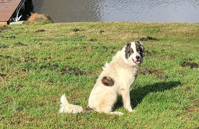 lake, Armenia, Gampr, import, puppies, breed awareness, PEI, US