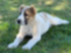 Gampr photo