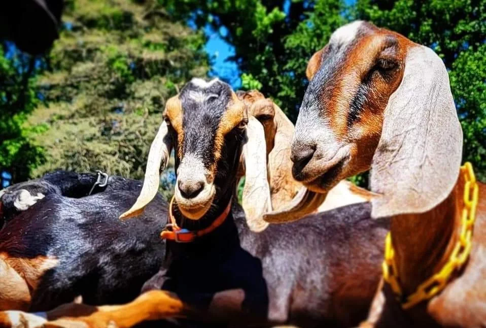 Nubian Goats