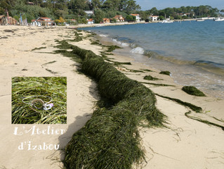 L'Atelier d'izabou en voyage sur le bassin d'arcachon
