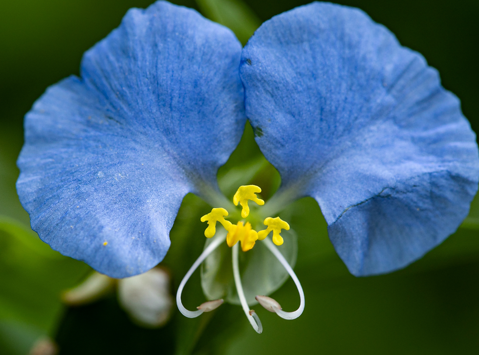 Image of a dayflower. A blue flower with two petals