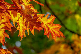 Fall Community Gathering