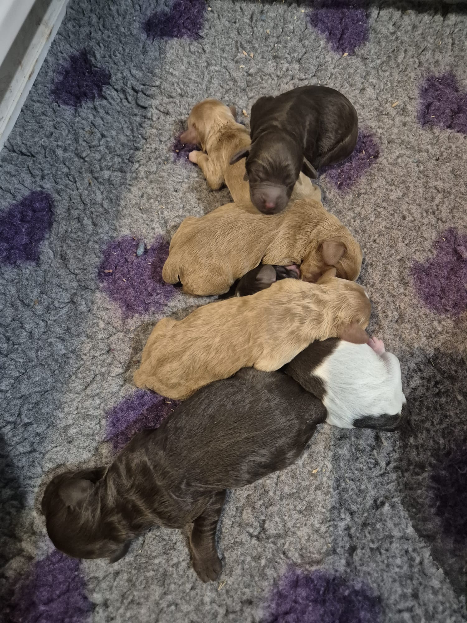 Harmon's litter of puppies