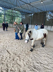 Paardencoaching