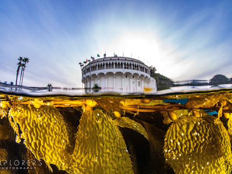 Everything You Always Wanted To Know About the Casino Dive Park