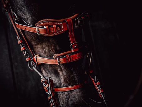 Die Wirkungsweise des ST-Zaums