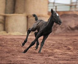 Maestoso Valdamora galloping.jpg