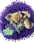 Golden Teacher Psilocybin Magic Mushrooms Washington DC