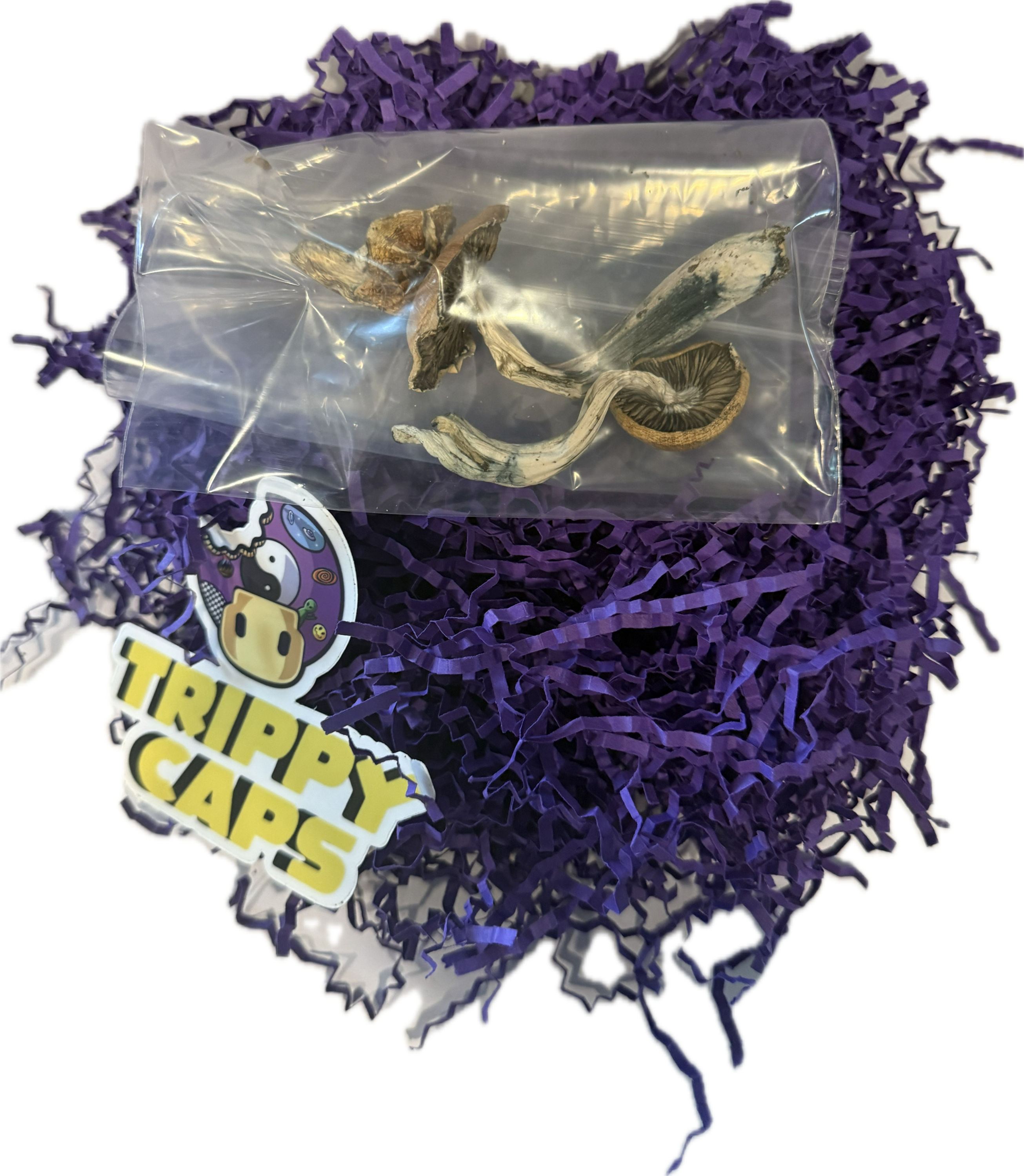 Tidal Wave Psilocybin Magic  Mushrooms Washington DC