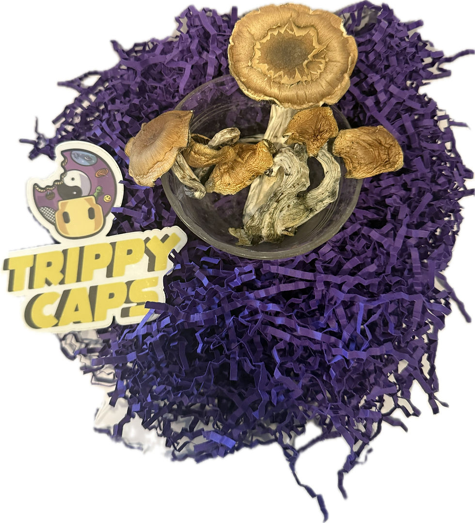 Tidal Wave Psilocybin Magic Mushrooms Washington DC