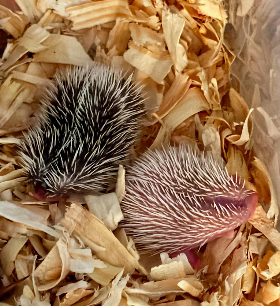Garforth Hedgehog Rescue HOW THE HEDGEHAUS HEDGEHOGS ADOPTION PROCESS WORKS: