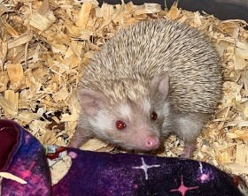 Hoglets
